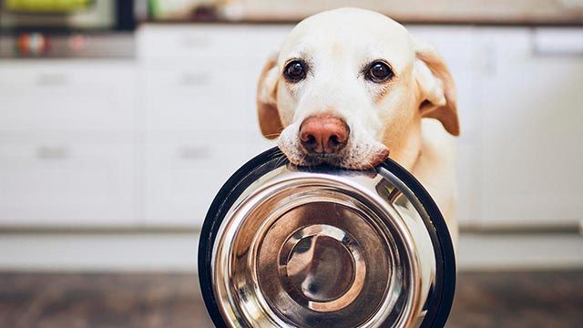 comer dia perro 6