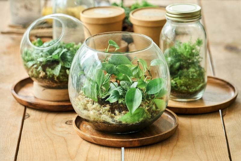 Pothos en terrario.
