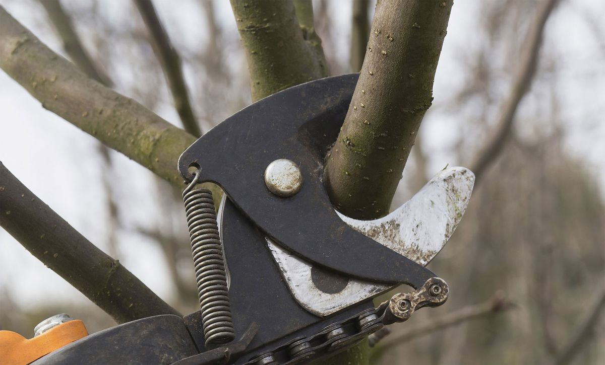 Cortar ramas para hacer estructuras de jardinería