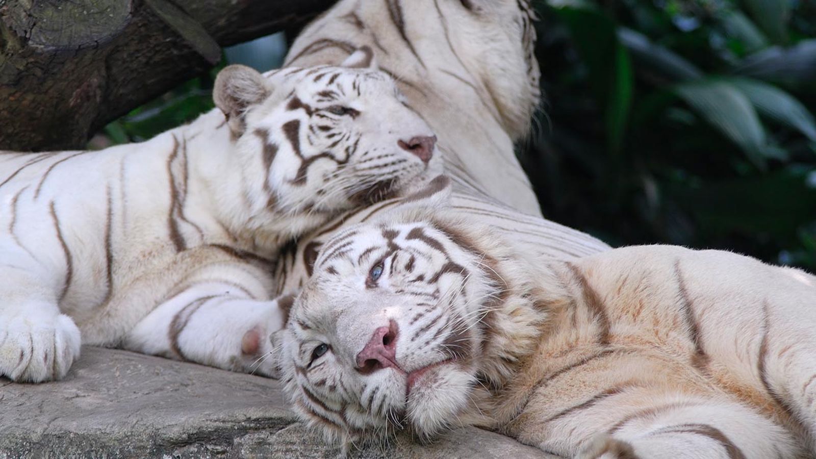 curiosidades tigre 3