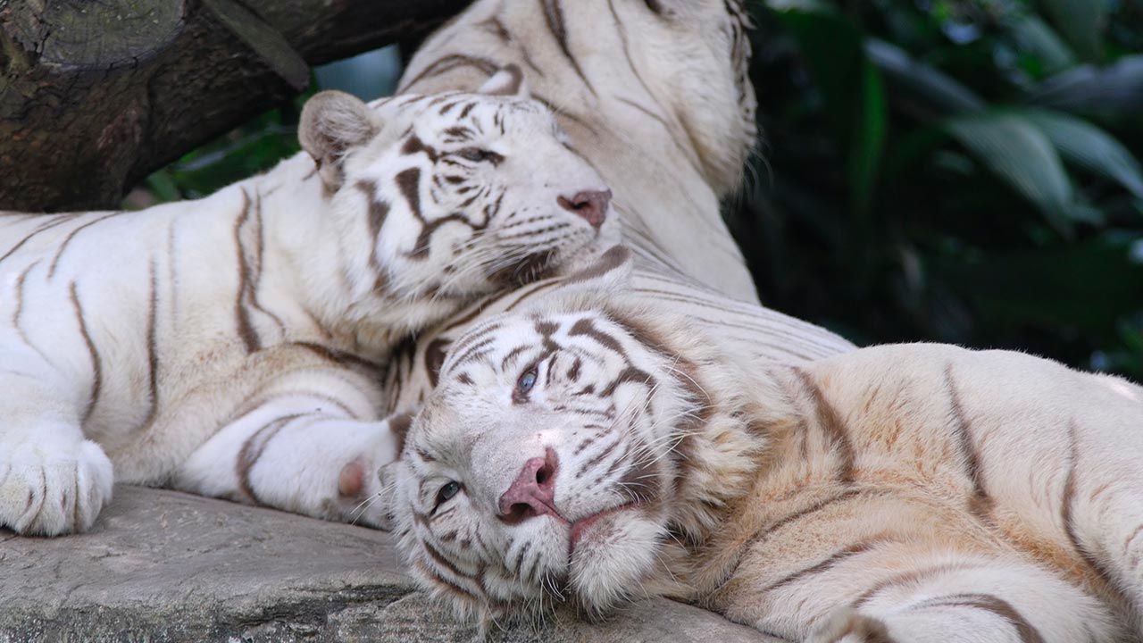 curiosidades tigre 3