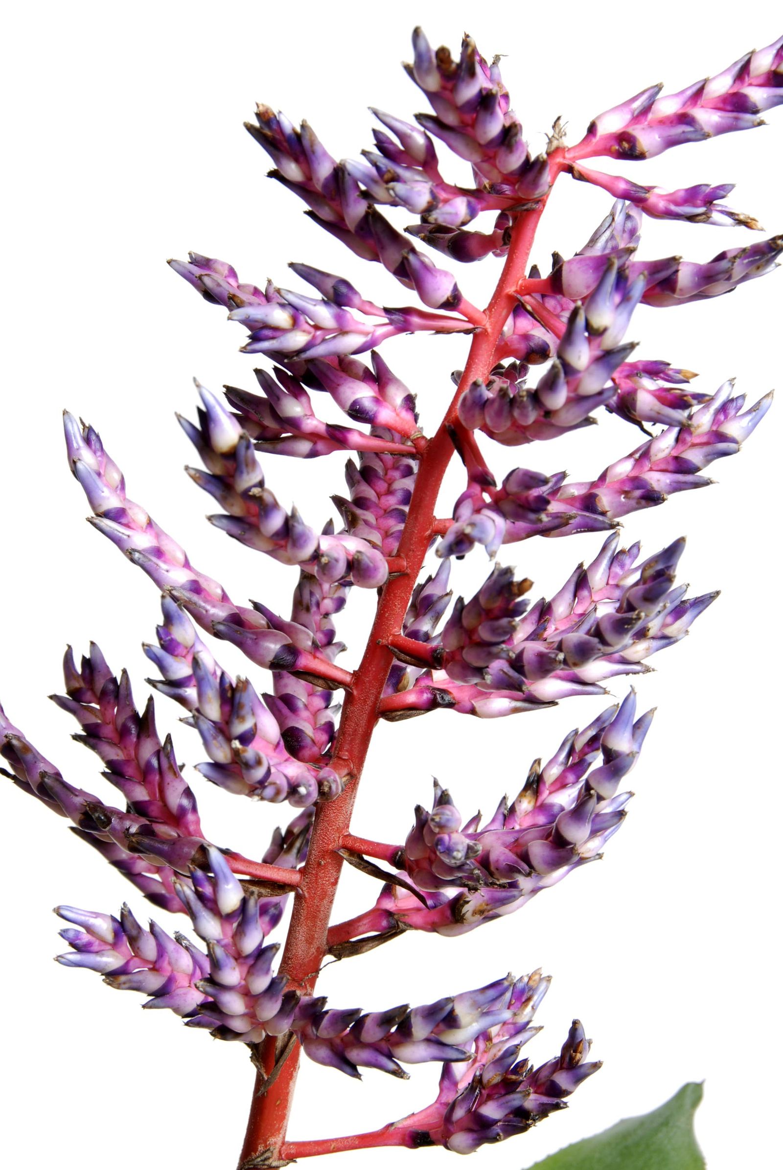 deko 222 aechmea blue rain caracteristicas