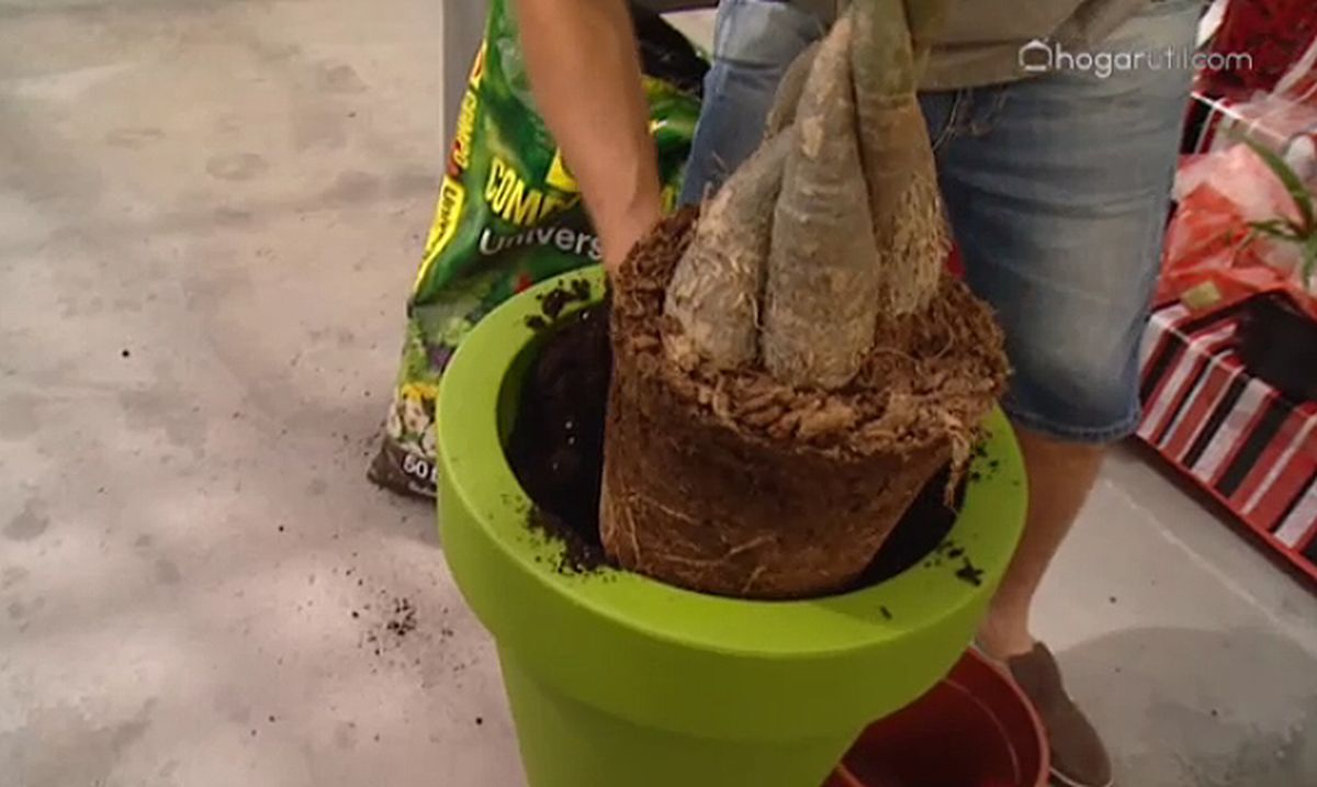 plantacion pachira acuatica xl