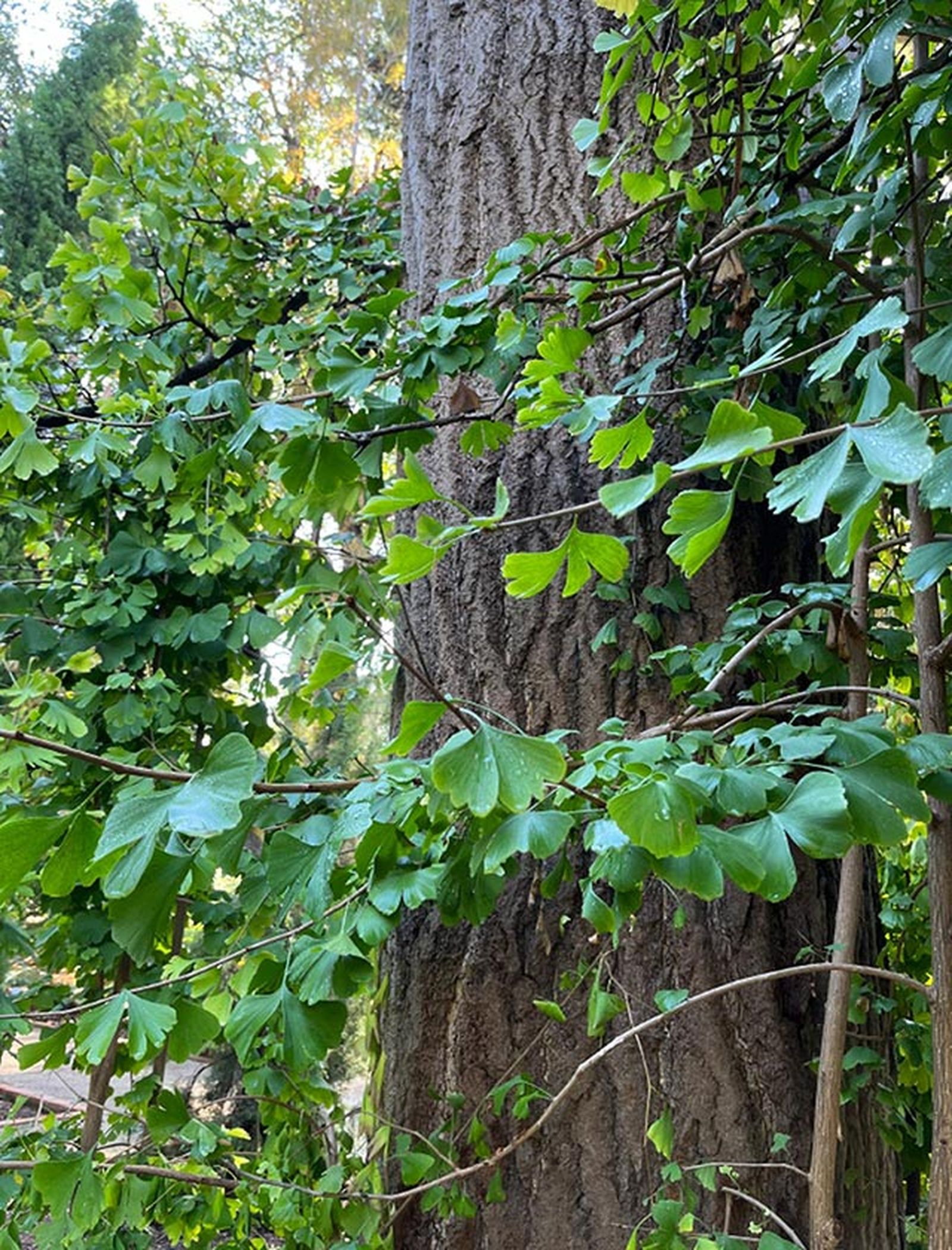 arbol caducifolio gingko