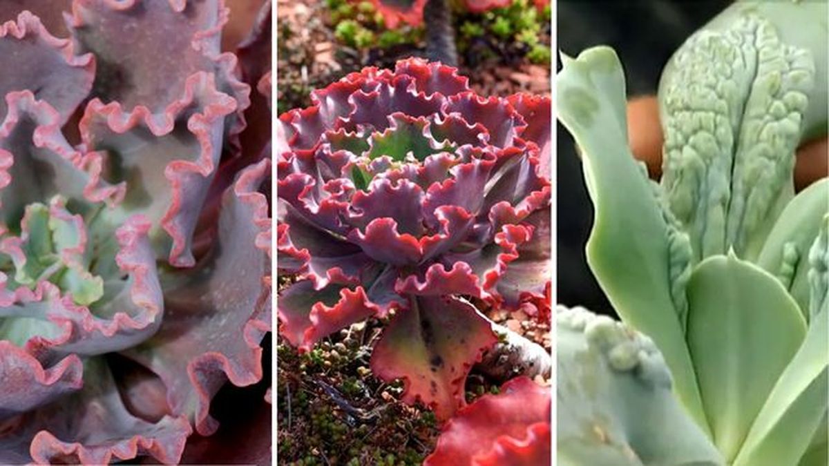 Echeveria dicks pink echeveria dick wright echeveria paul bunyan