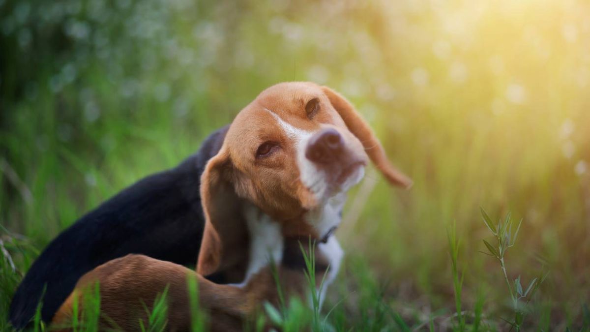 Los parásitos, el estrés y las alergias pueden estar detrás de este comportamiento repetitivo.
