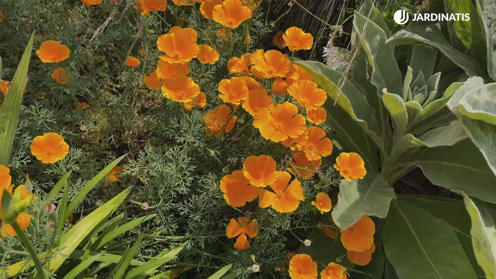 como se reproduce la amapola de california en el jardin jardinatis