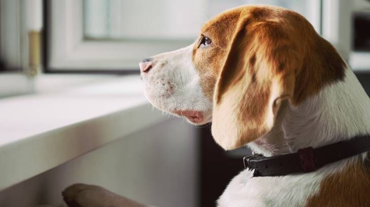 ansiedad separacion perros consejos