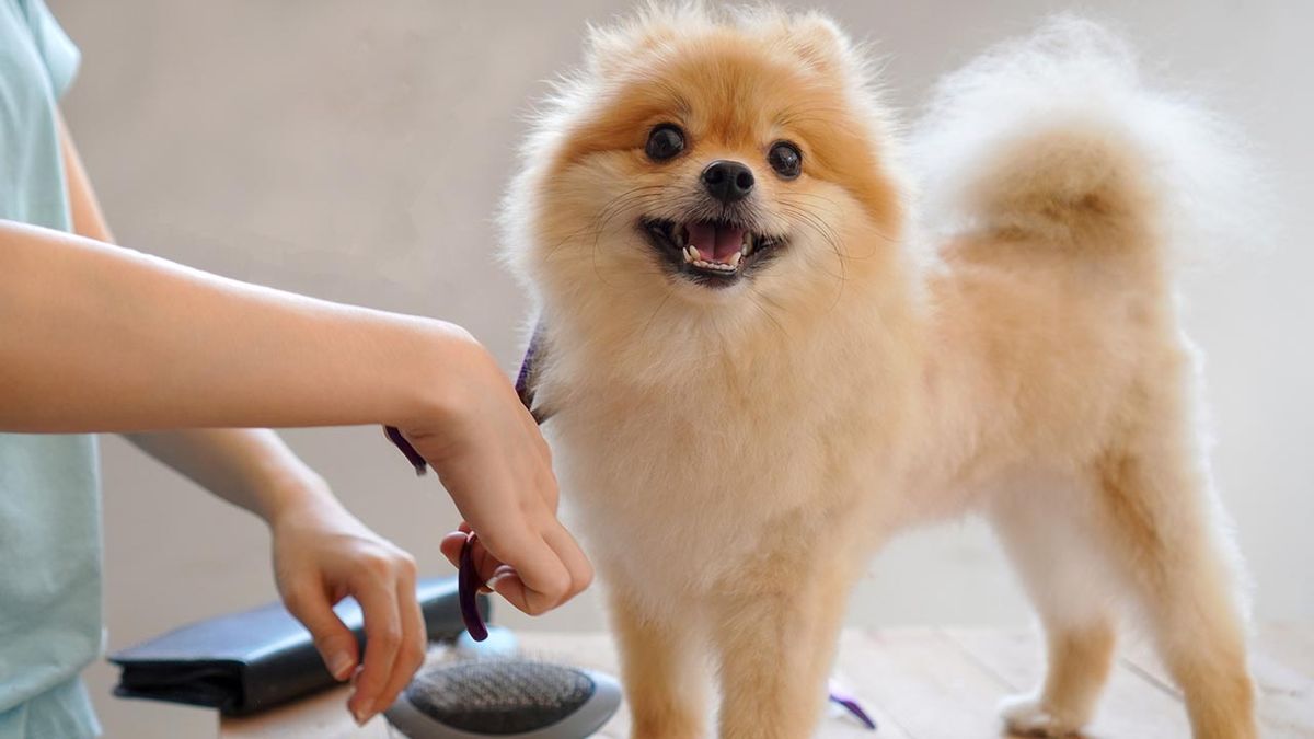 consejos piel perro invierno 5