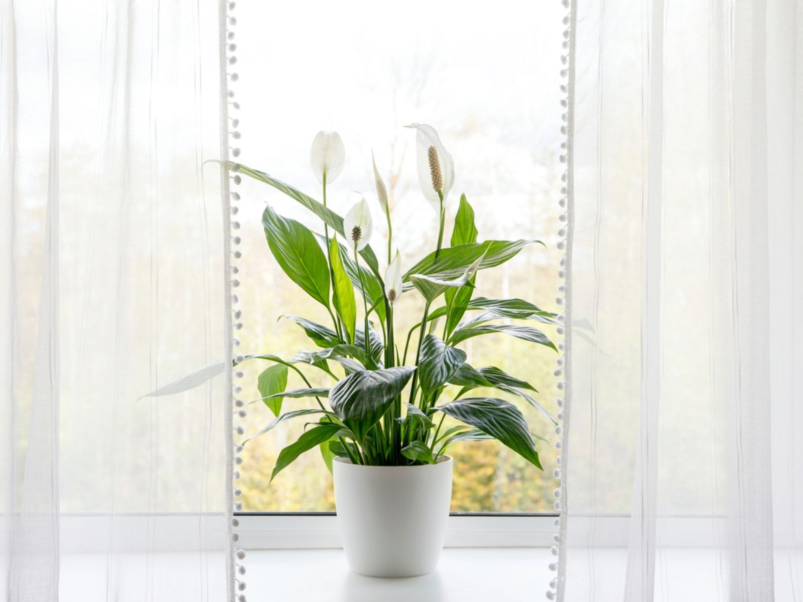 Planta espatifilo.