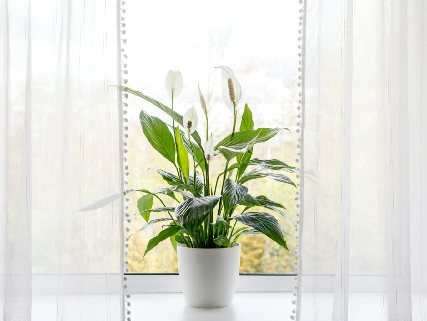 Planta espatifilo.