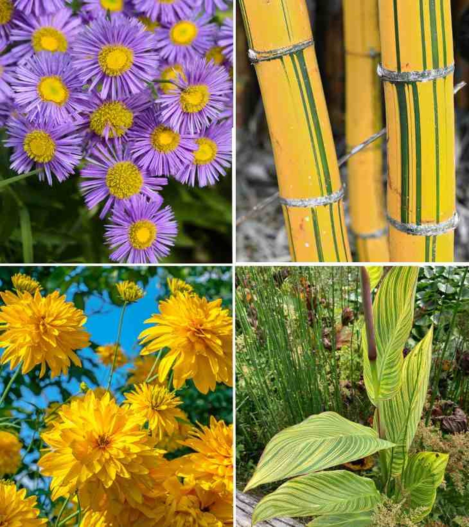 De izq. a drcha.: aster, bambú amarillo, dalia y Canna indica.