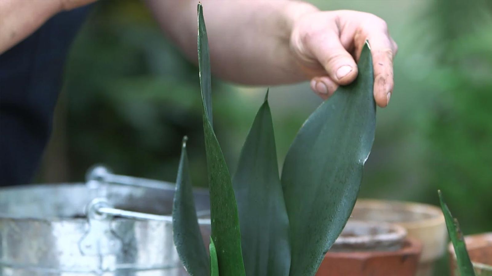 brico 1026 jardin nuevass variedades de sansevieria 1