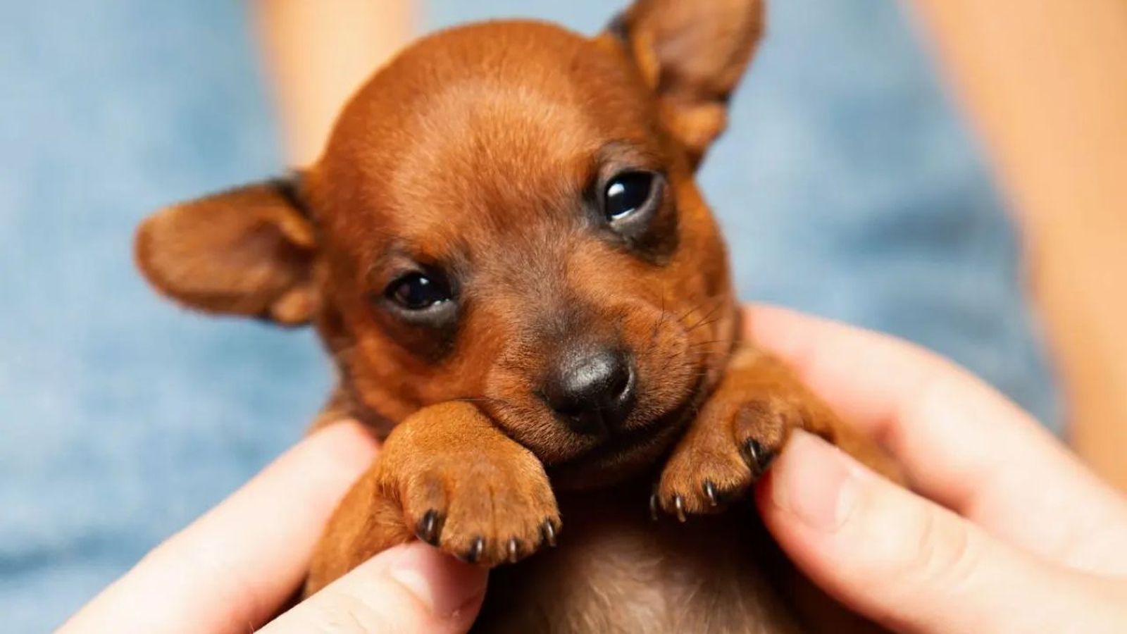 los perros tienen ombligo ok