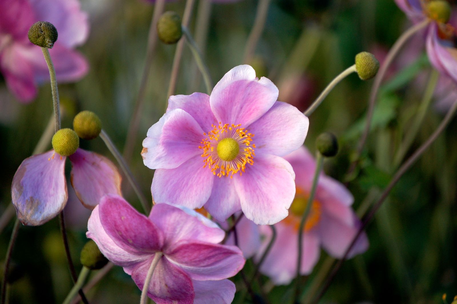 Plantas vivaces otoñales