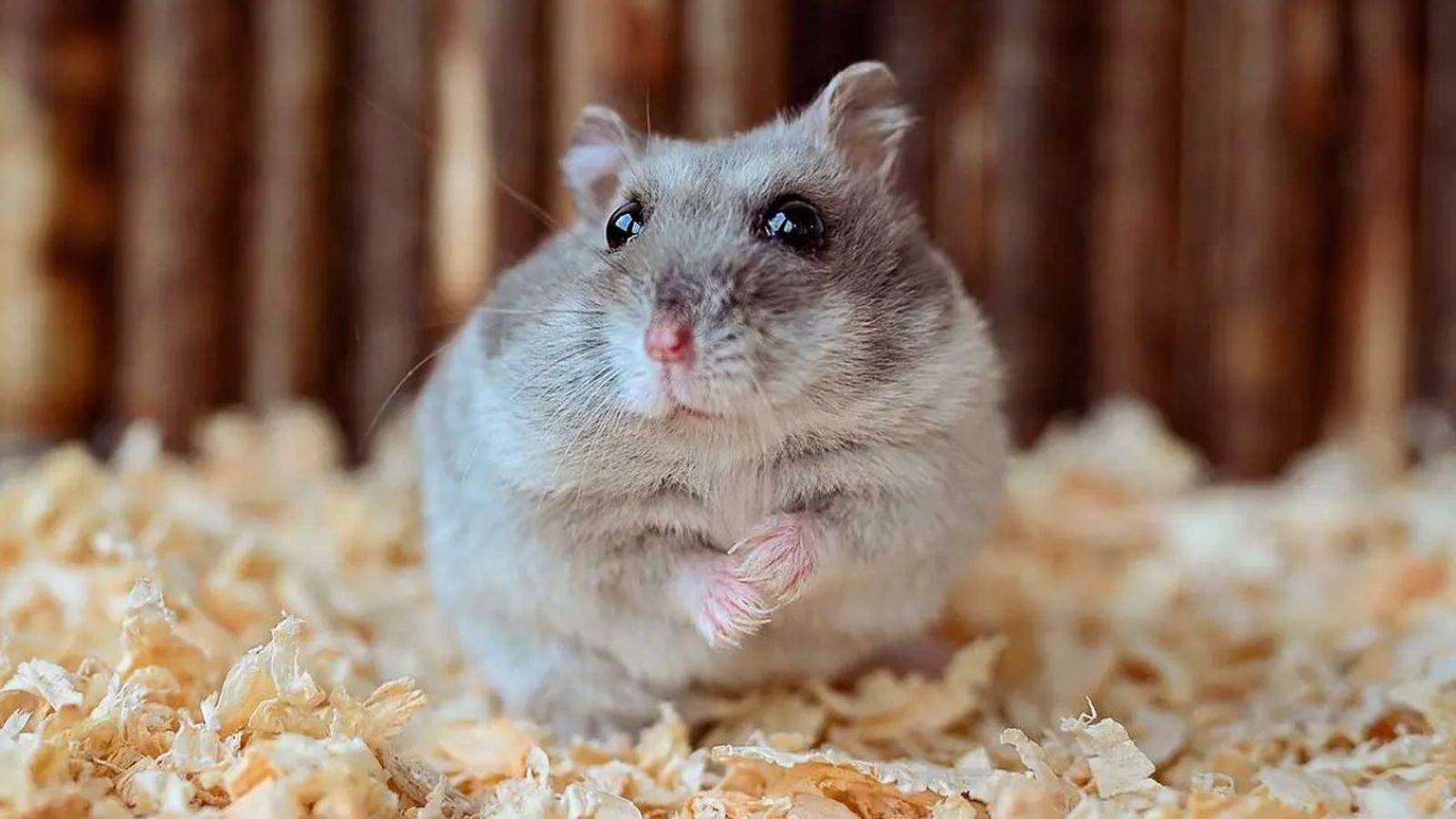 como saber si un hamster es macho o hembra ok