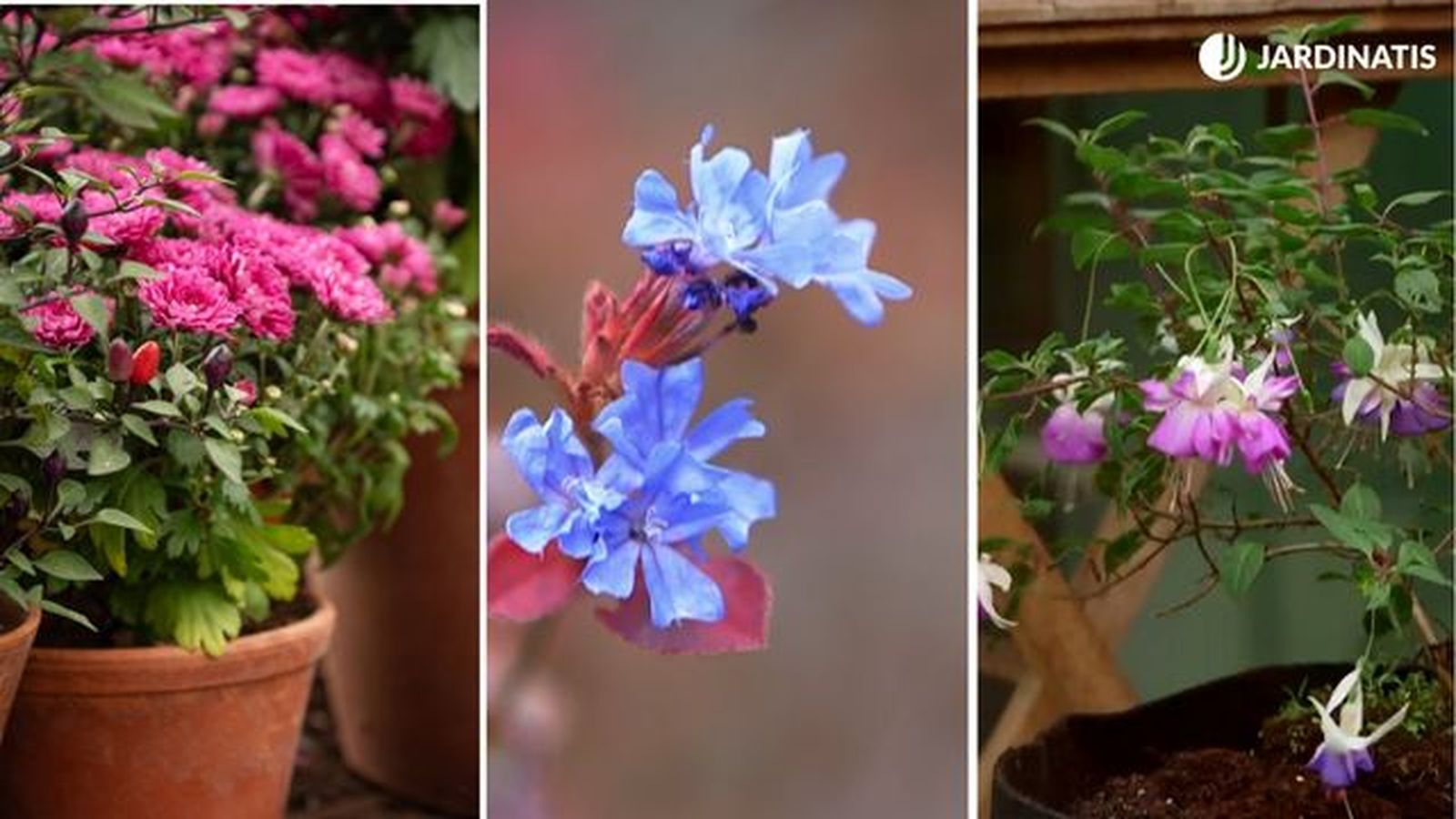 plantas de otono para decorar la entrada de la casa crisantemo ceratostigma fuchsia magellanica