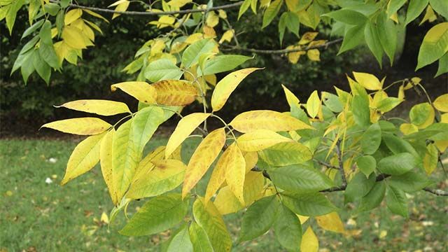 Fraxinus americana arbol fresno en otono