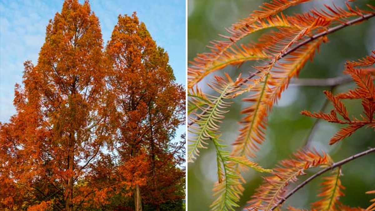 cripres de los pantanos arbol precioso otono