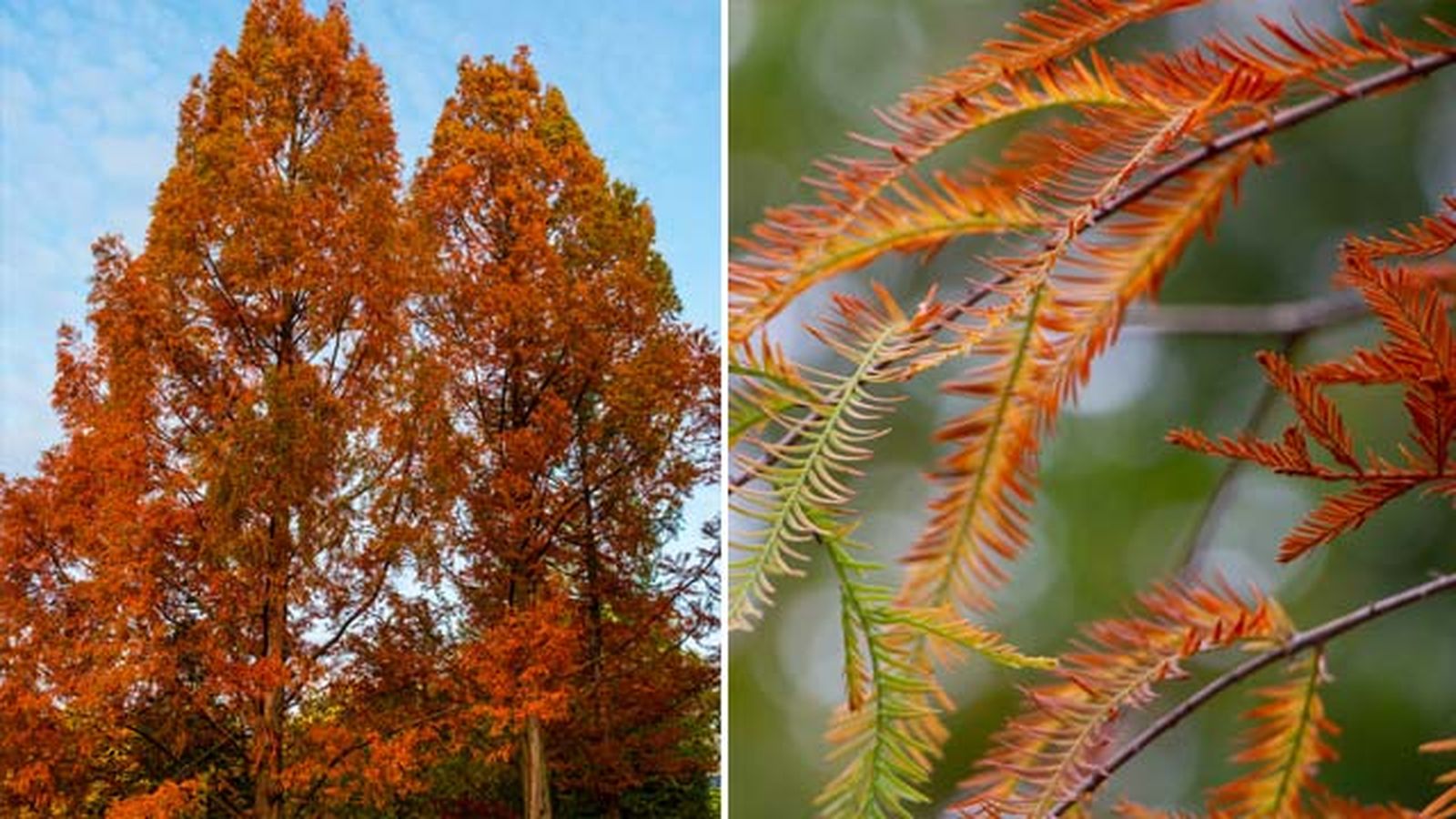 cripres de los pantanos arbol precioso otono