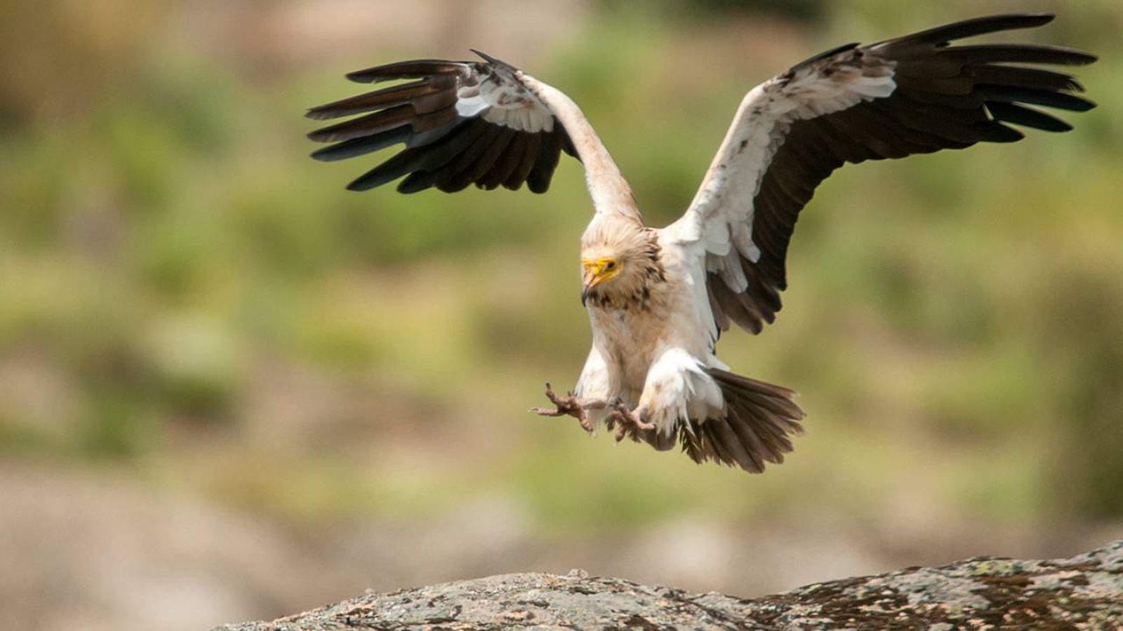 buitres especies aves rapaces espana