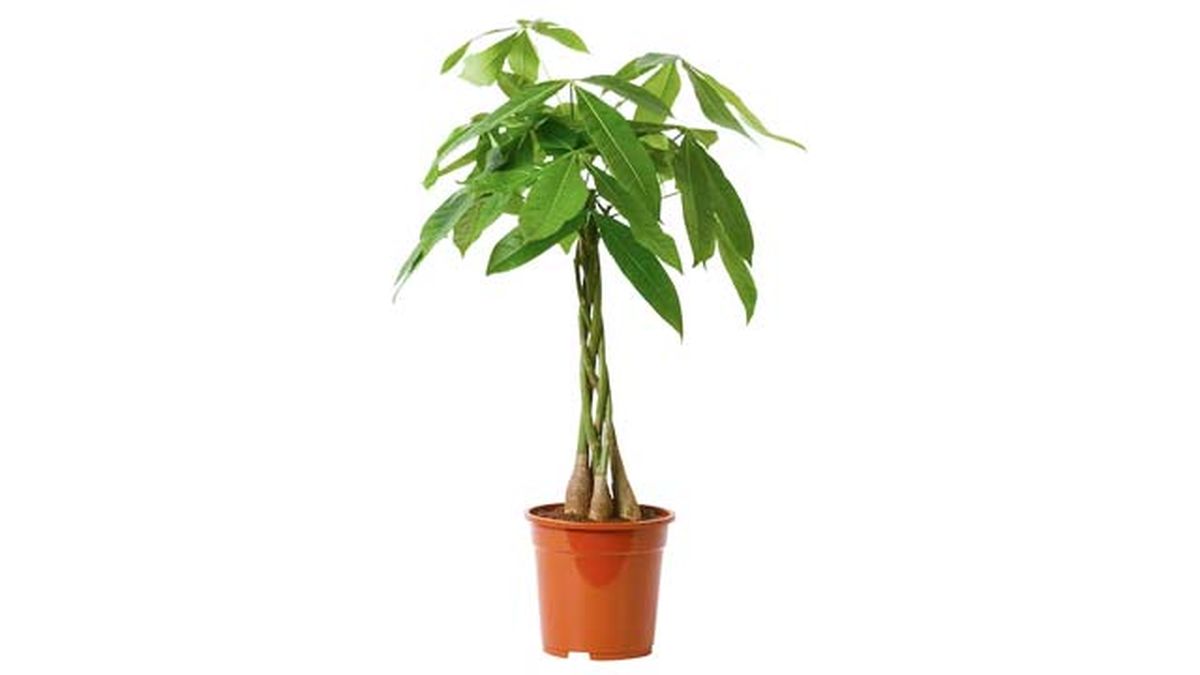 pachira acuatica ikea