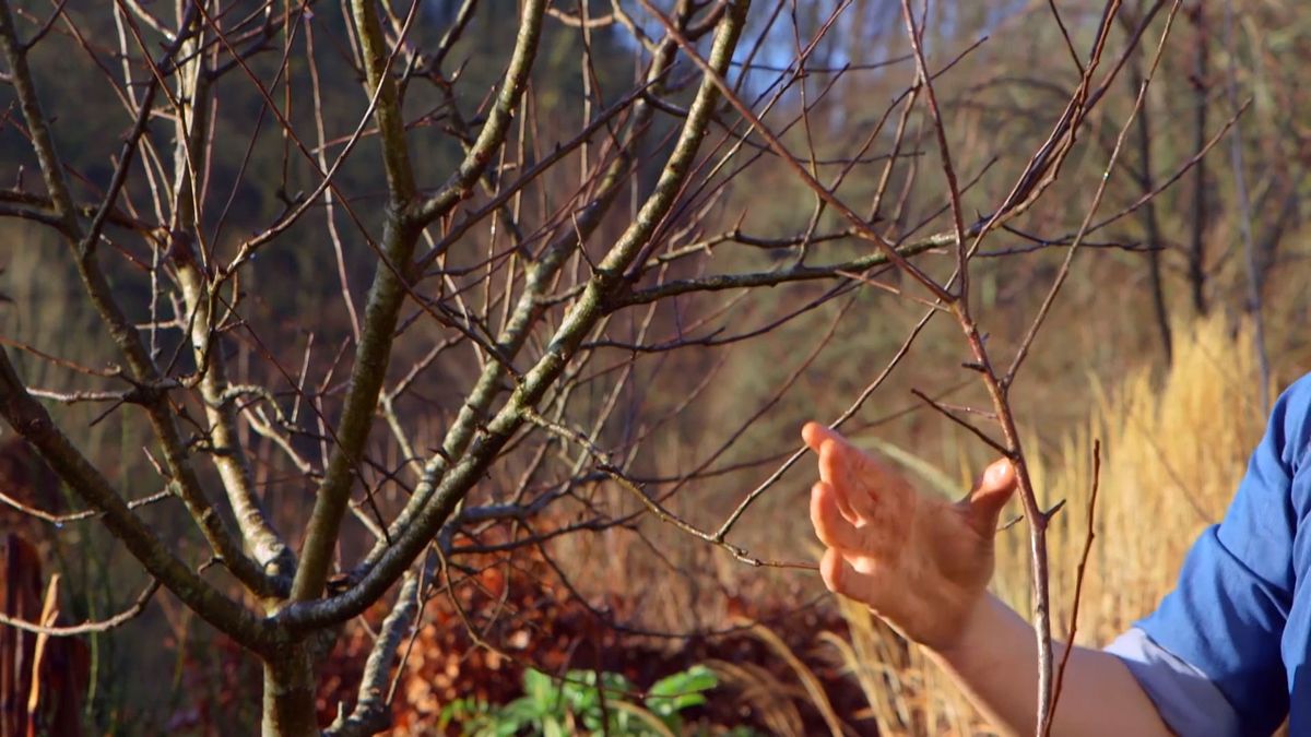 brico 983 3 conseguir manzano frutos dardos lamburdas