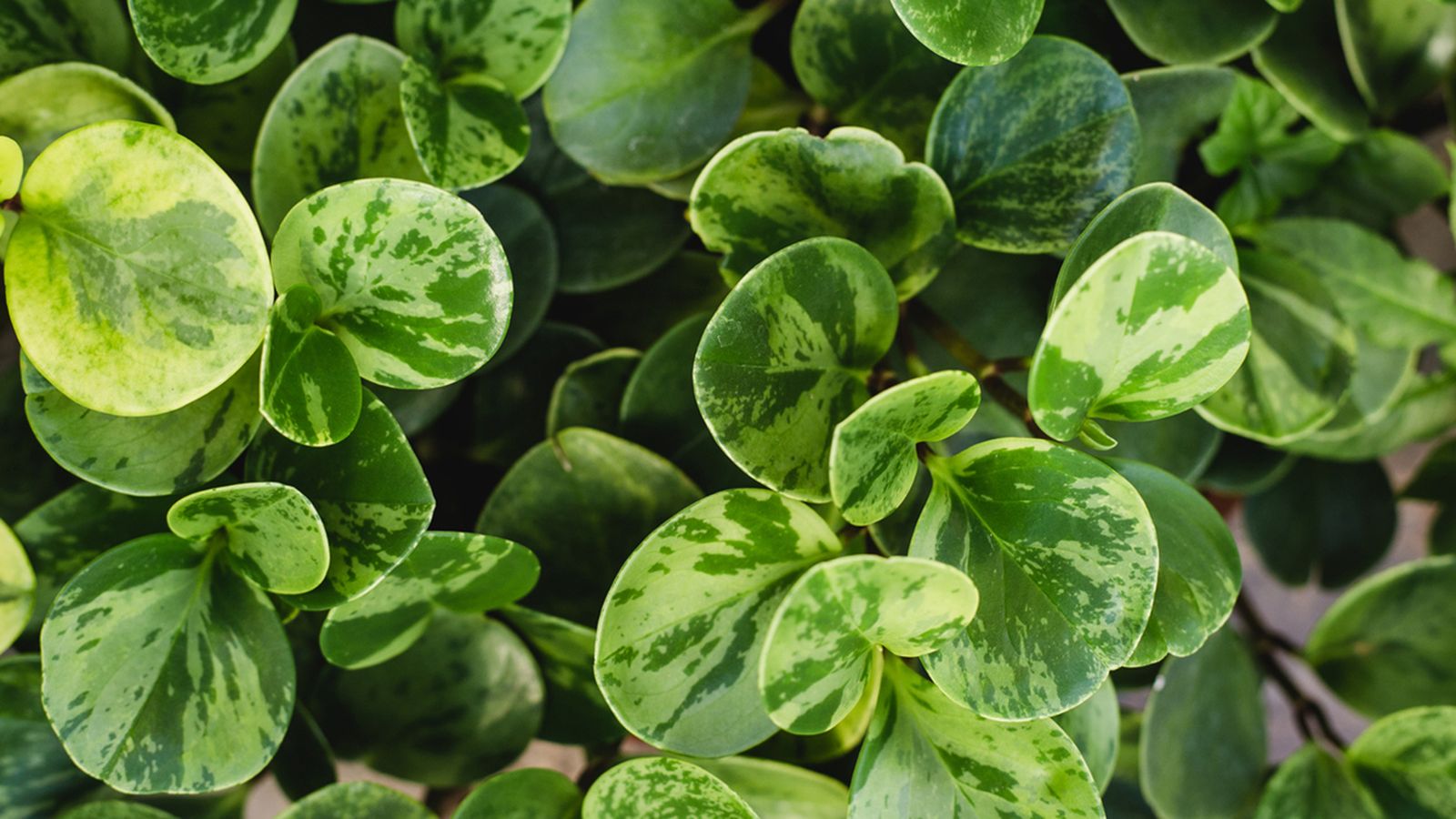 peperomia obtusifolia caracteristicas cuidados