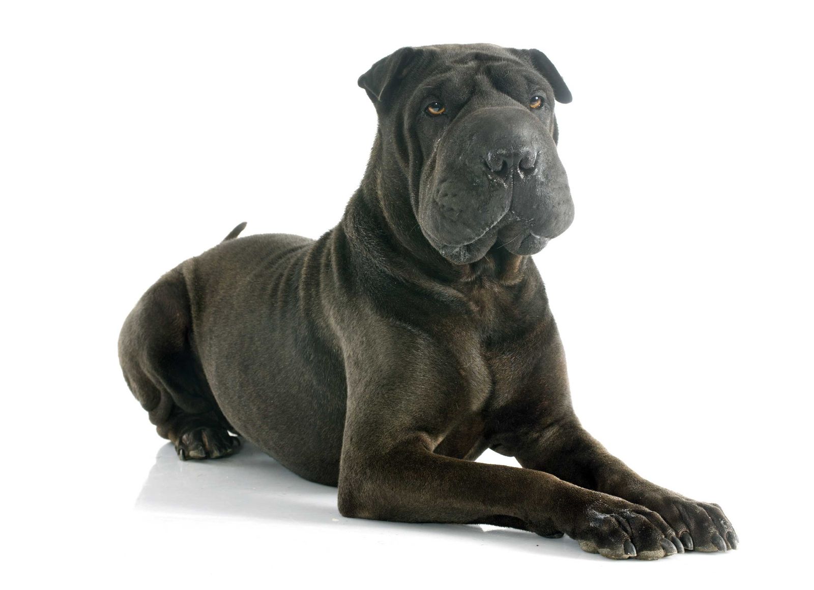 Shar pei   perro 4