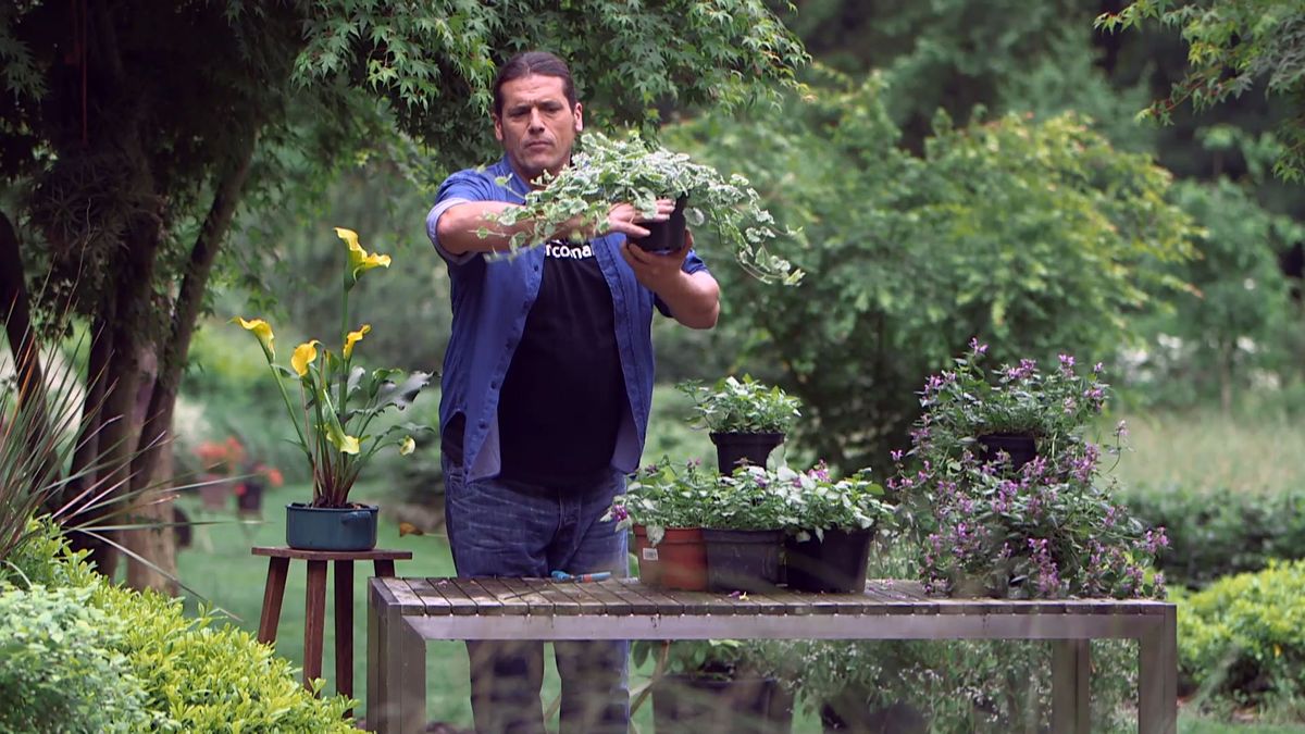 brico 0961 3 glecoma lamium glechoma tapiz