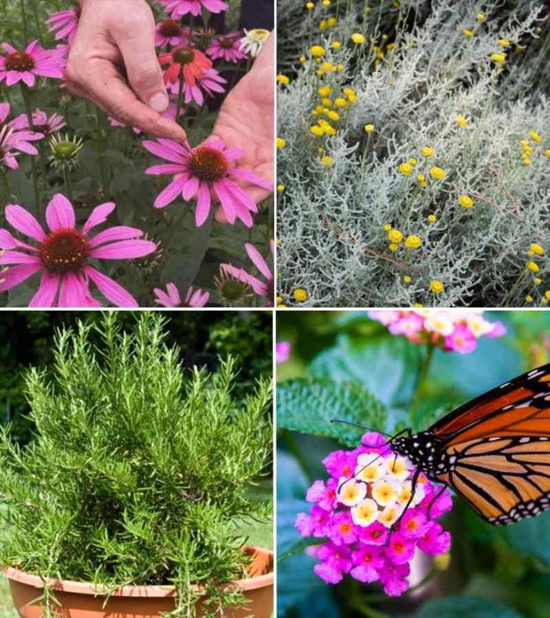 De izq. a drcha.: echinacea, santolina, romero y lantana