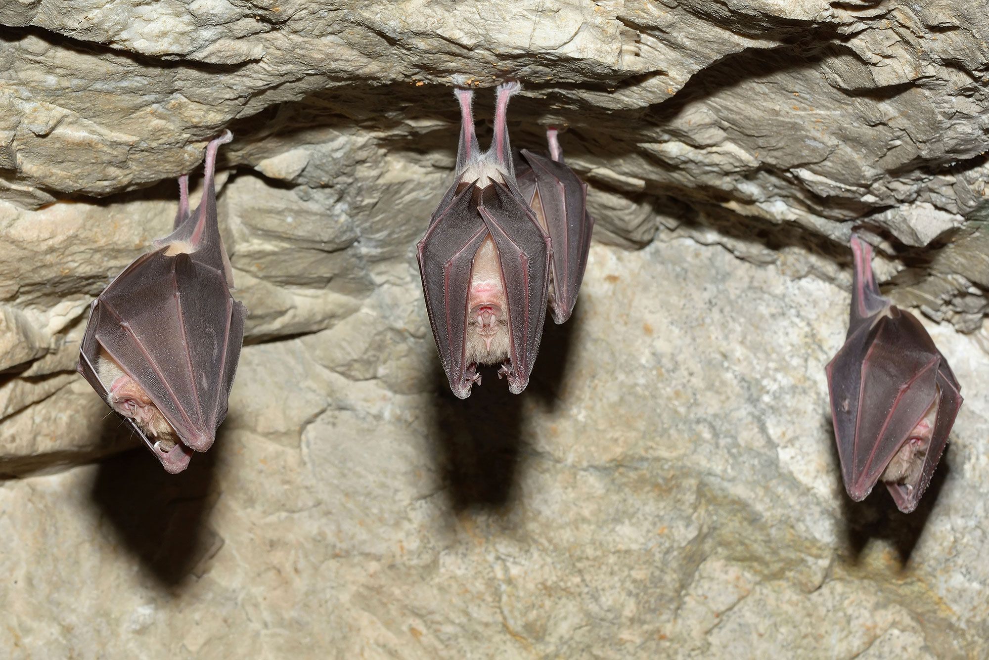 animales murcielagos 4