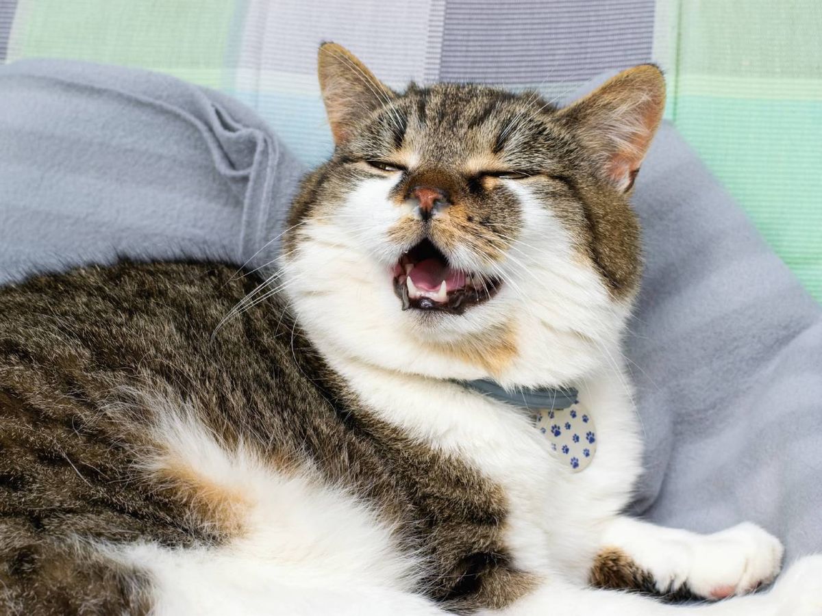 Es importante observar cómo tose tu gato para evaluar si requiere atención veterinaria.