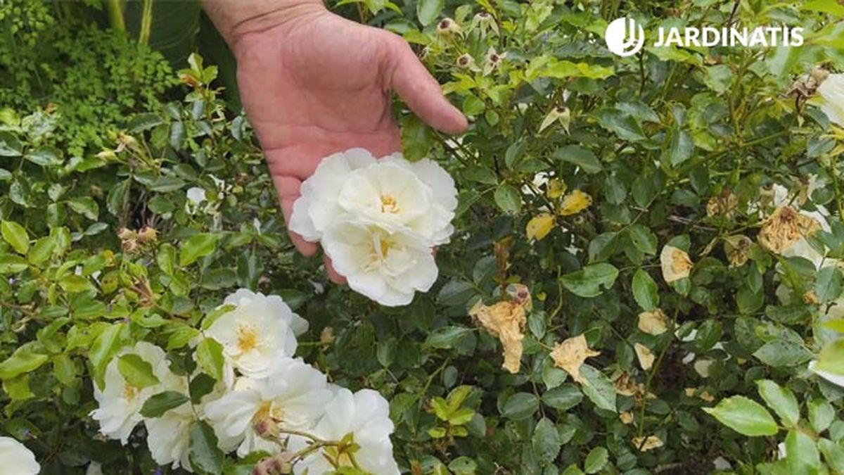 flores blancas y lilas para el jardin rosa opalia