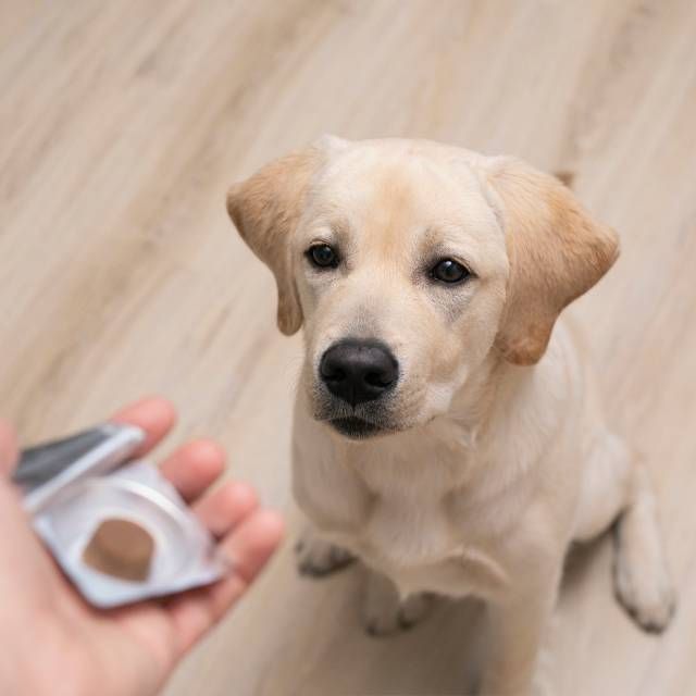 consejos para administrar comprimidos masticables bravecto desparasitacion externa perros pulgas garrapatas