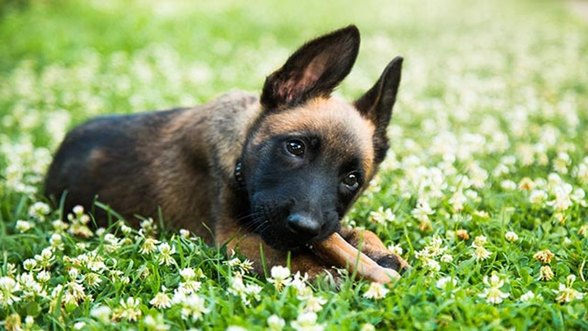 cachorro de malinois