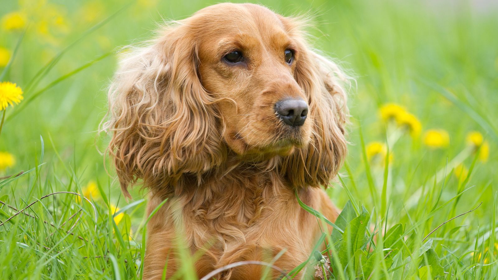 perros razas cocker spaniel