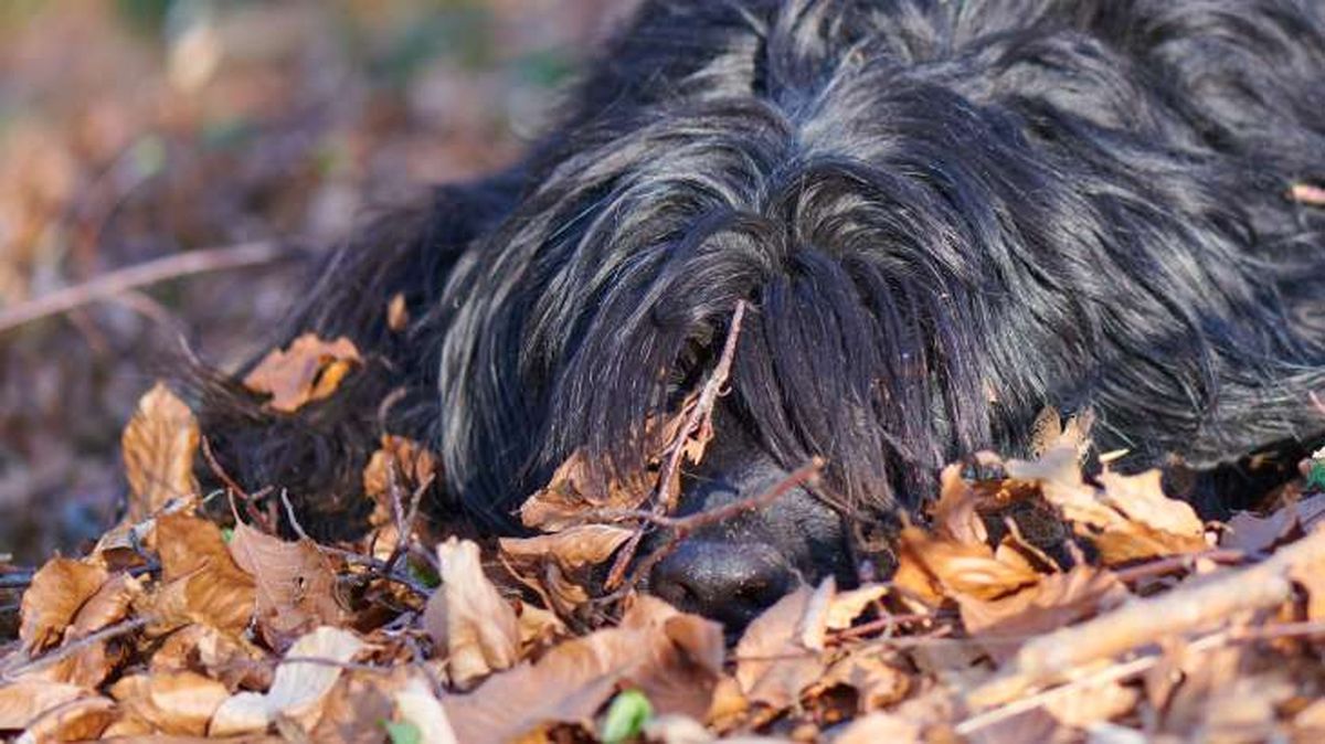 perro pastor de bergamo 8