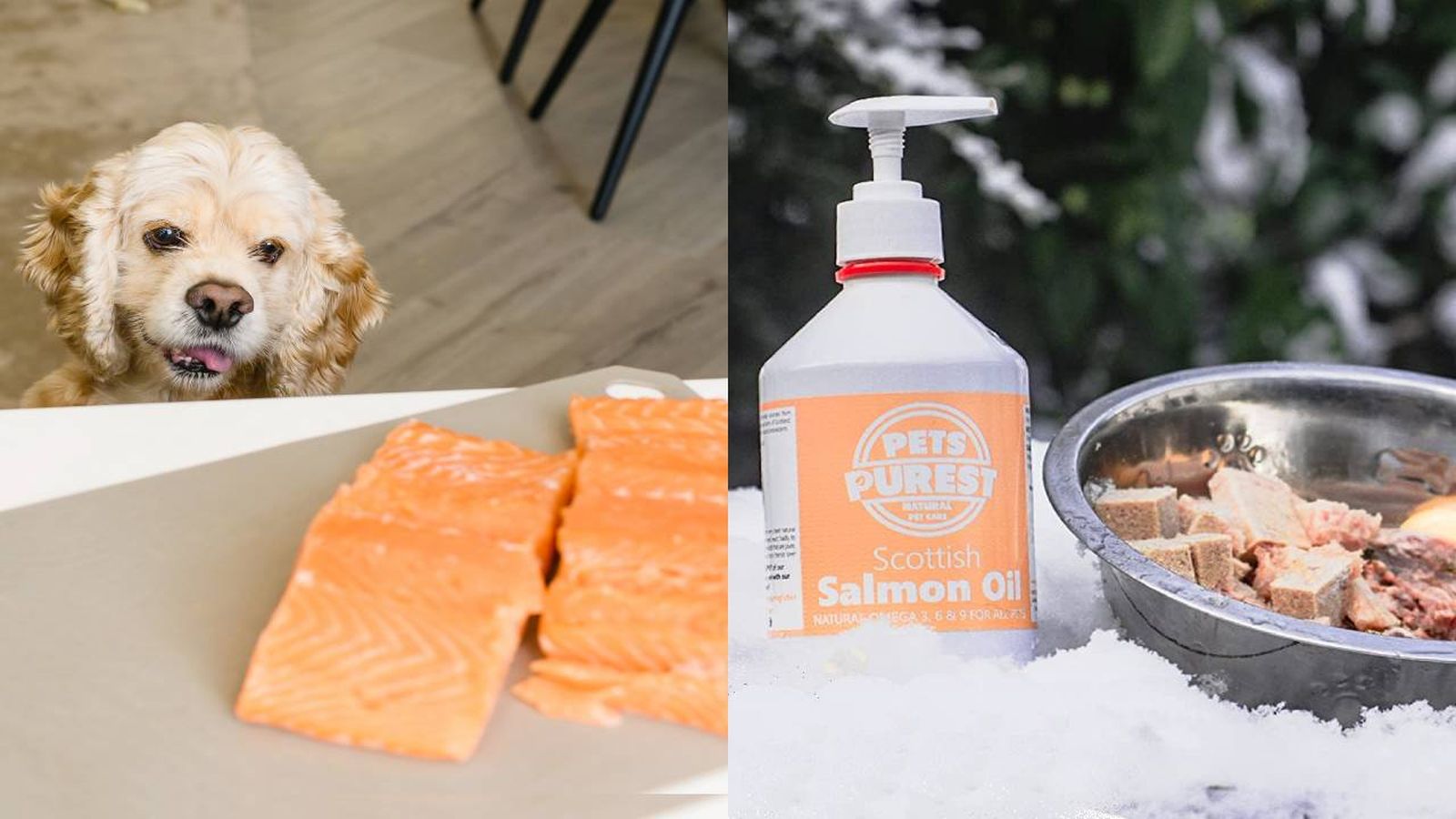 aceite de salmon para perros y gatos