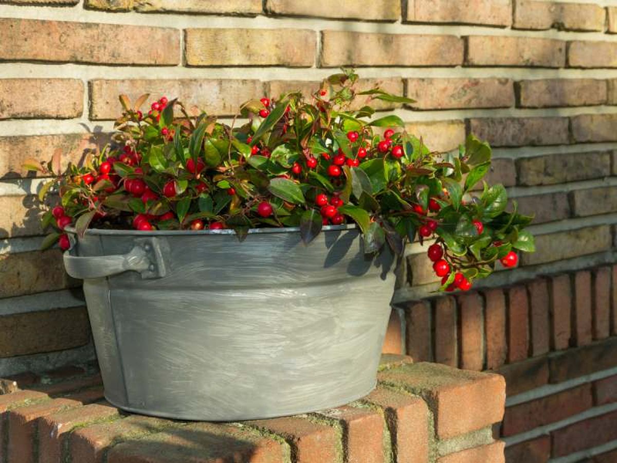 Gaultheria procumbens