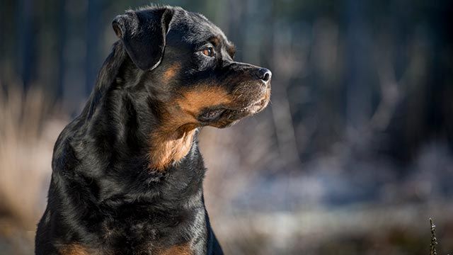 rottweiler