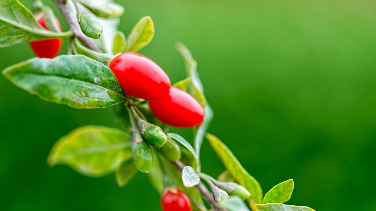 bayas goji