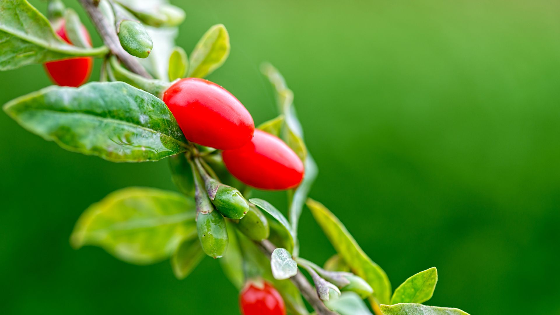 bayas goji