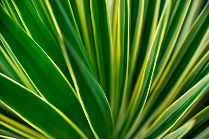 Yuca variegada