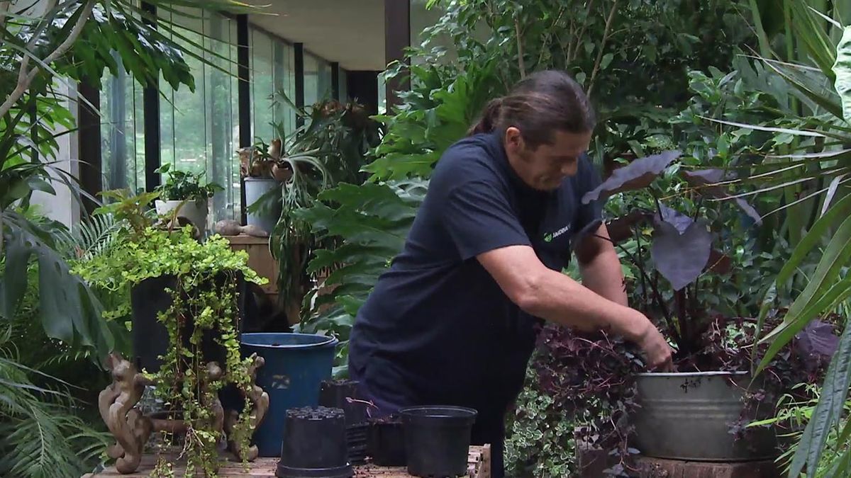 brico 1032 jardin planta Lysimachia nummularia Persian Chocolate colocasia black velvet composicion