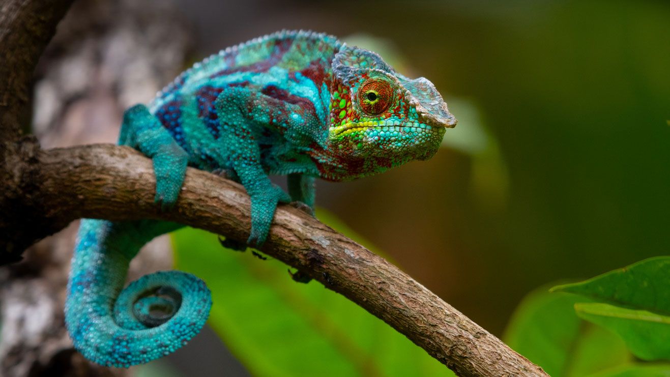 camaleon