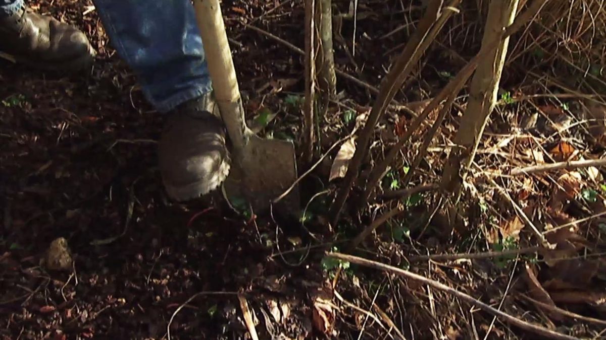 brico 631 jardin reproducir rudbeckia Herstonne