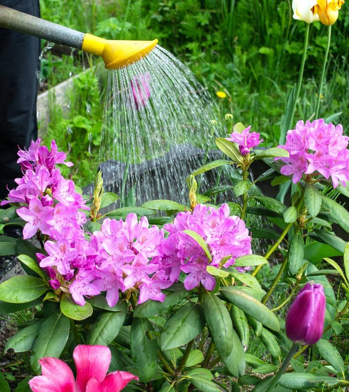 nunca riegues flores