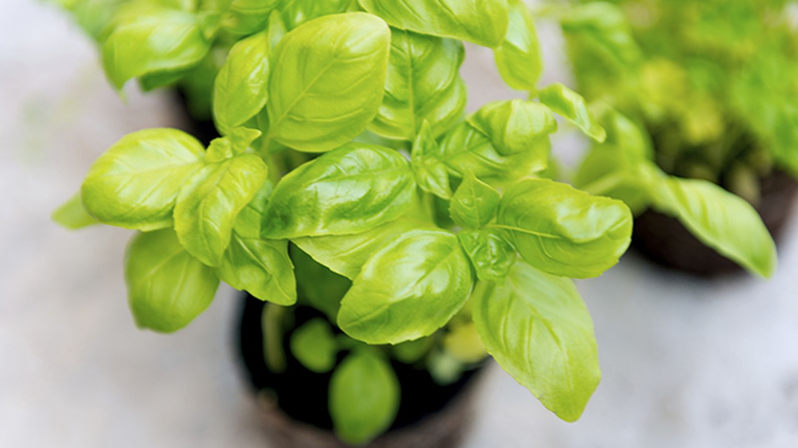 albahaca otoño