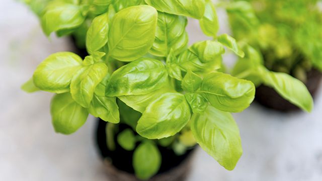 albahaca otoño